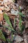 White troutlily <BR>White fawnlily